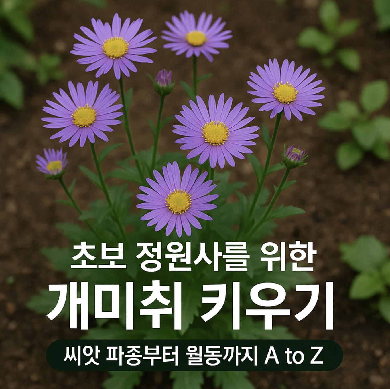 초보 정원사를 위한 개미취 키우기, 씨앗 파종부터 월동까지 A to Z