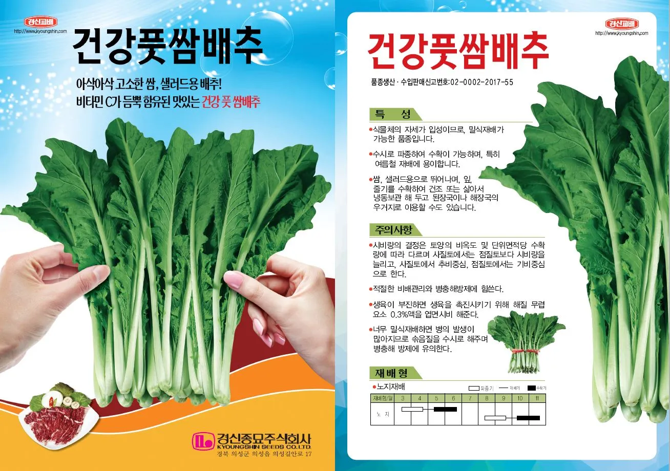 쌈배추 재배 속 차게 키우기 시비 타이밍 통풍 관리_4