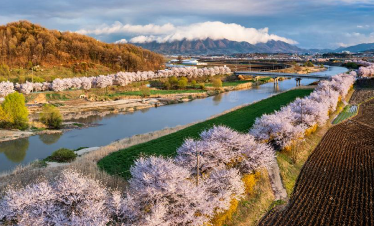 보은 벚꽃길 축제