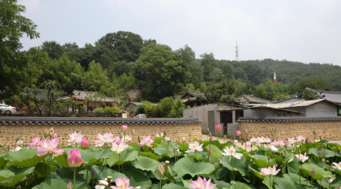 칠곡군 왜관 매원마을