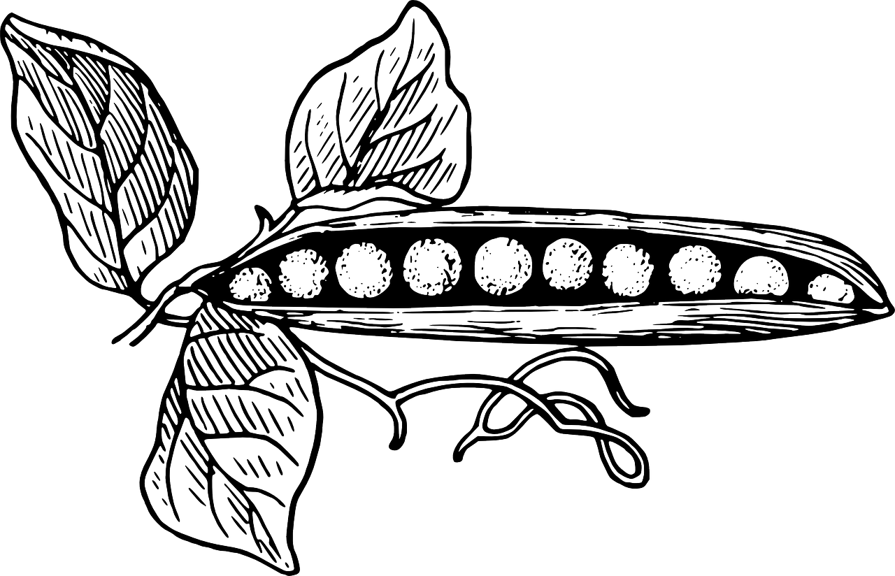 콩의 아침 섭취효과 (영양, 흡수율, 효능)