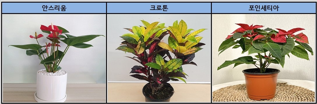 안스리움 크로톤 포인세티아