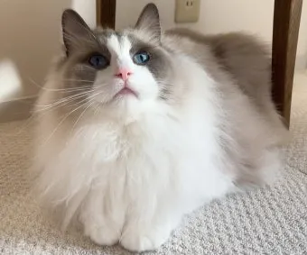 랙돌 고양이 유전병_8