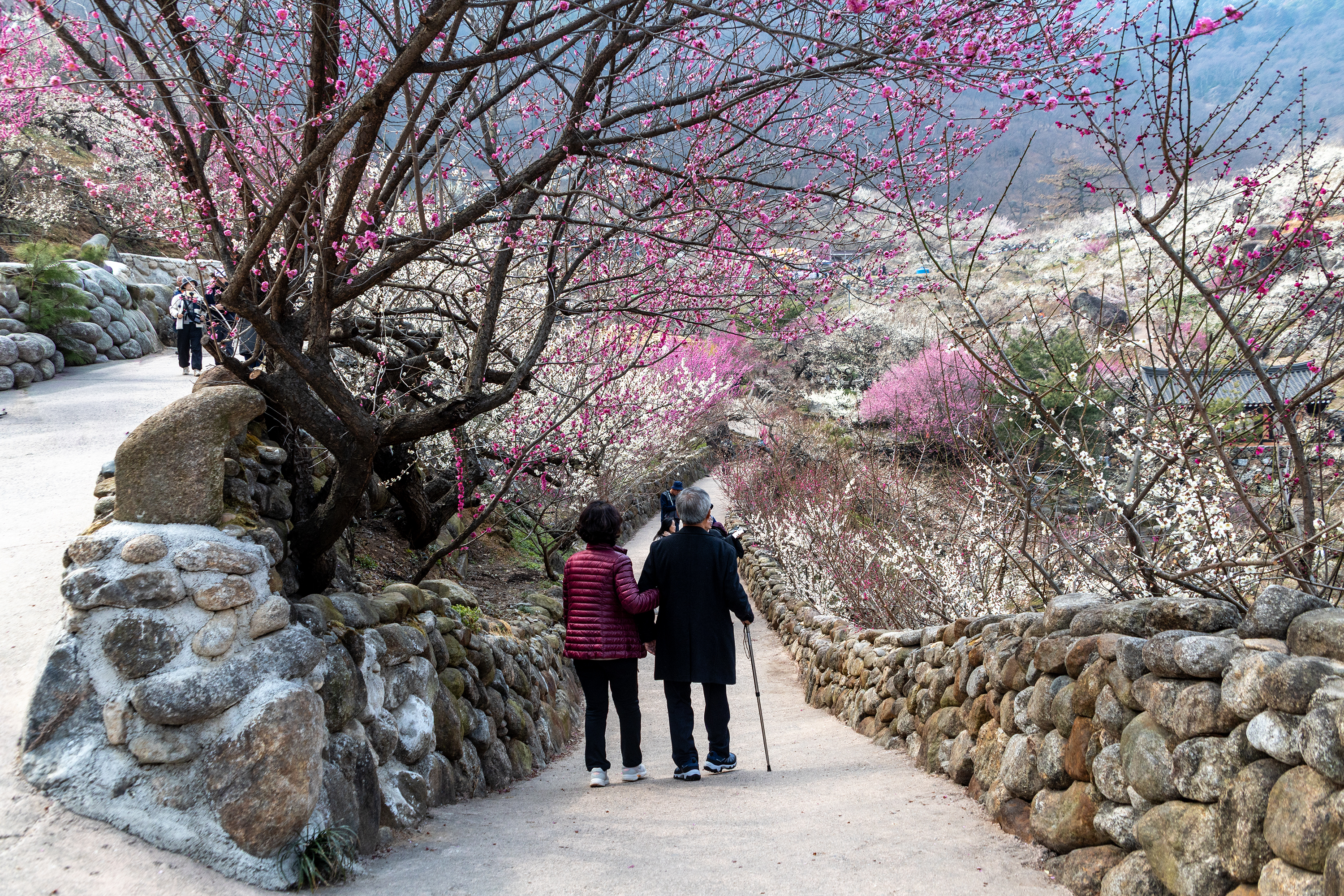 광양 매화마을 돌담길 &mdash; 홍매화 아래 나란히 걷는 어르신 부부의 봄 산책