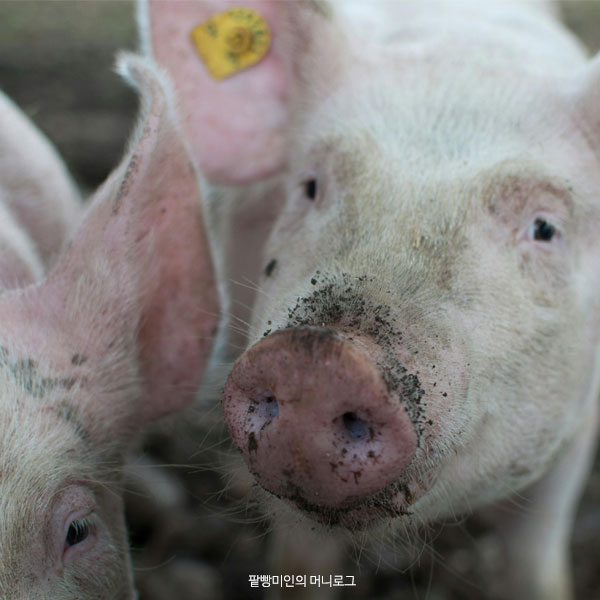 돼지 꿈 해몽 돼지꿈