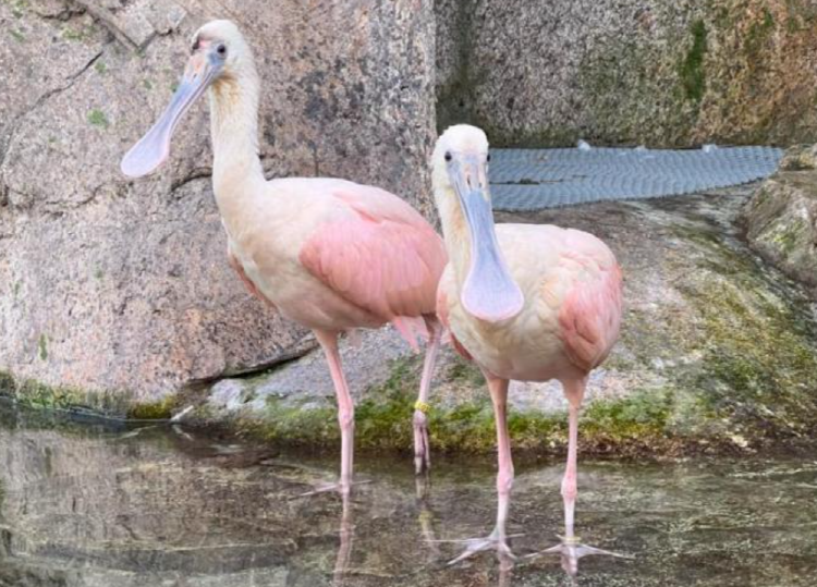 가평 베고니아 새정원