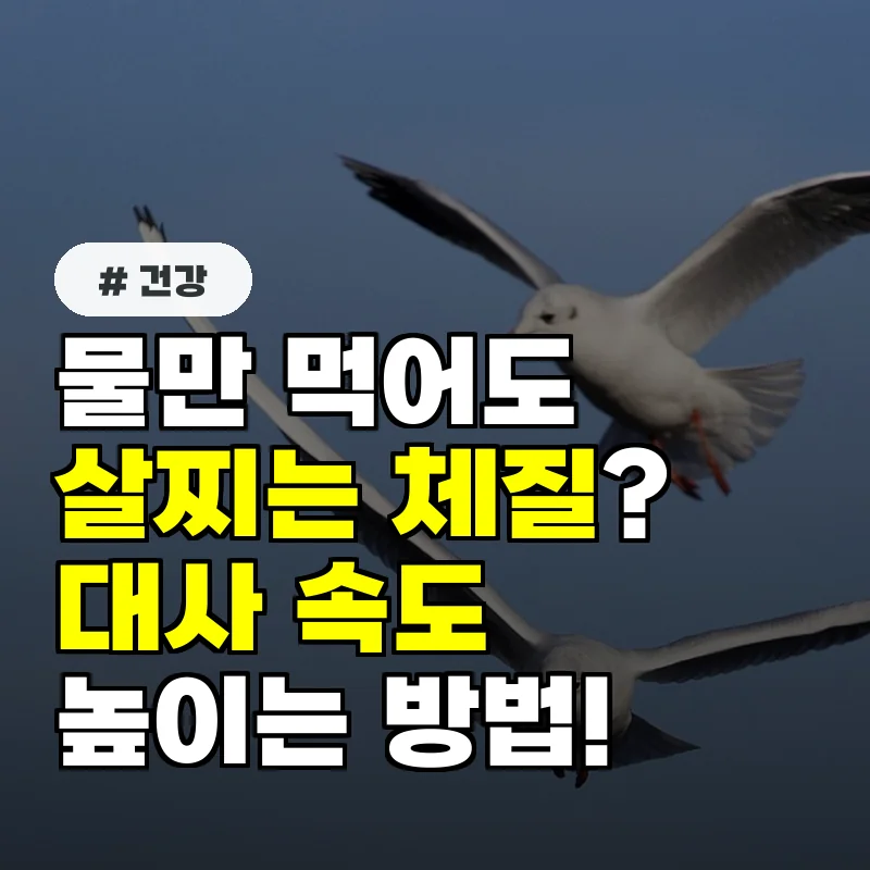 물만 먹어도 살찌는 체질 당신이 놓친 대사 속도 높이는 3가지 방법