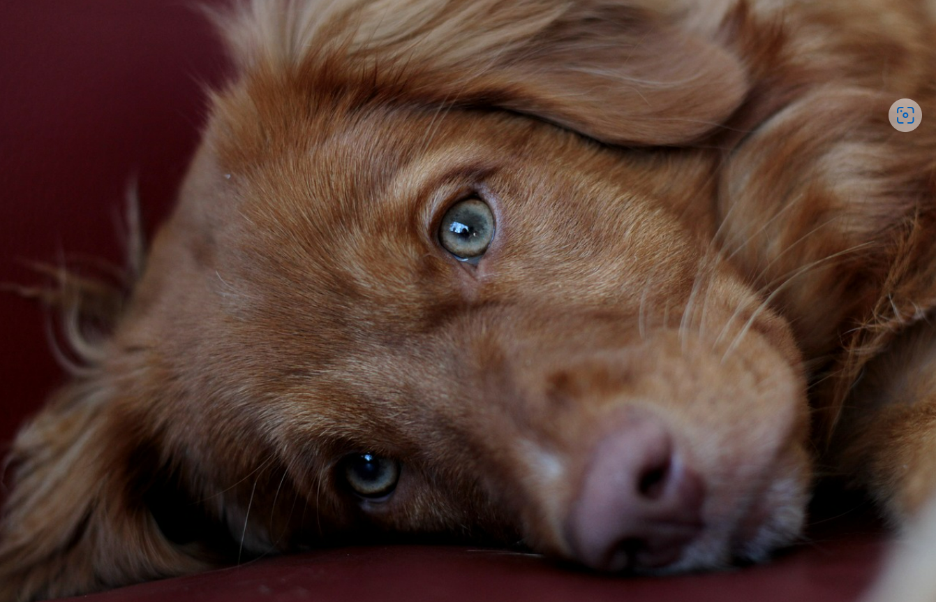 강아지와 가족 서열