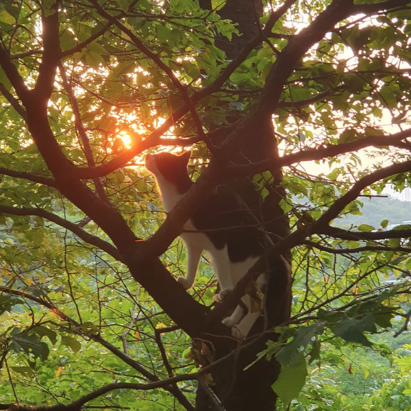 나무에 올라가 있는 고양이의 사진, 고양이의 입 부분이 저무는 태양에 맞닿아 있어 분위기가 아름답다.