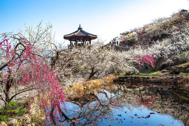 광양매화축제 매화랑2박3일 신청하기 기간 참가자