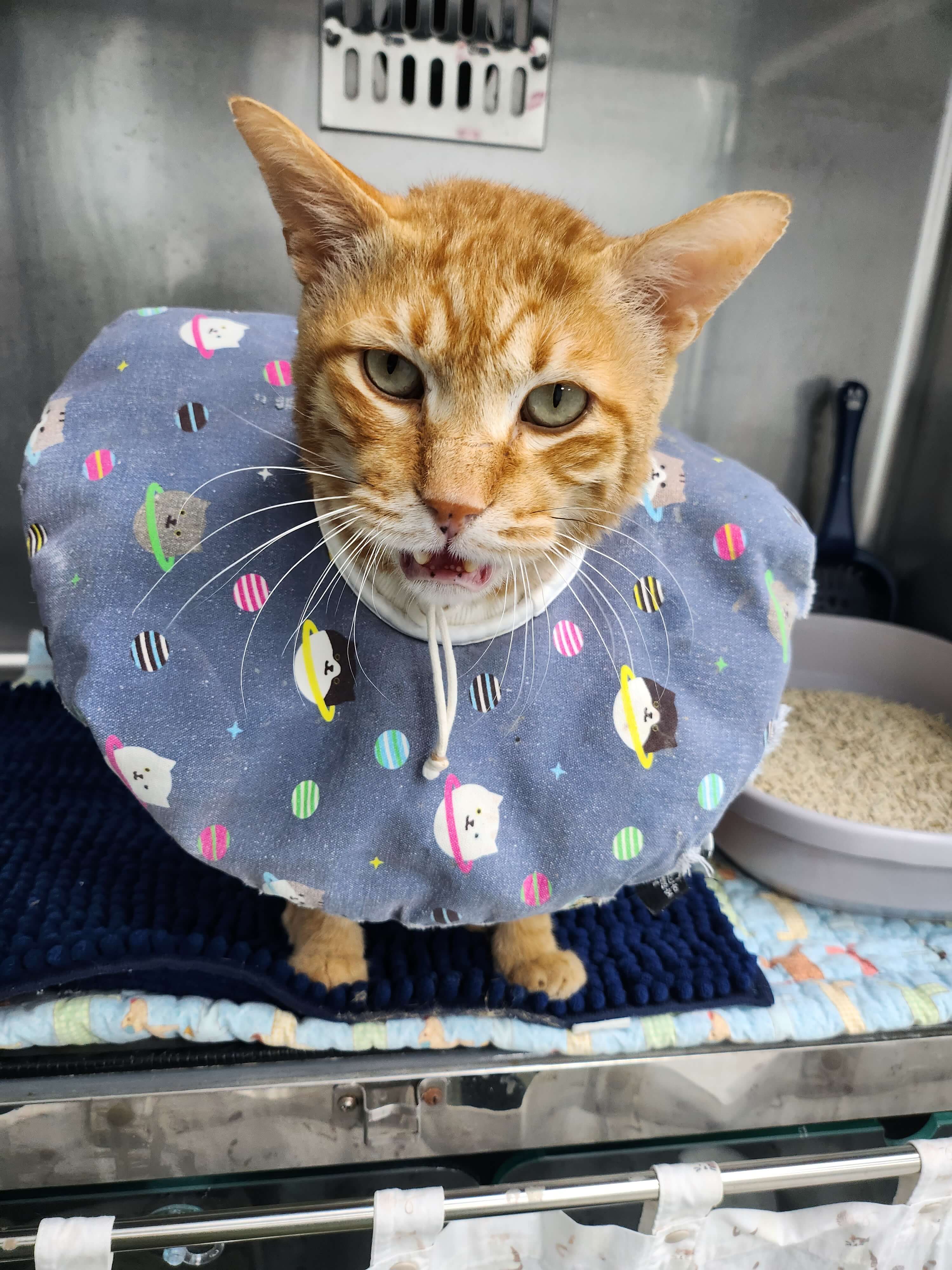 가정에서의 노령 고양이 구강 관리 완벽 가이드