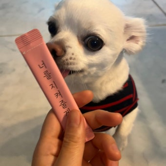 반려동물 영양제 추천 TOP 5