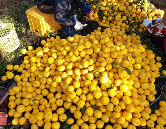 김재영고흥유자