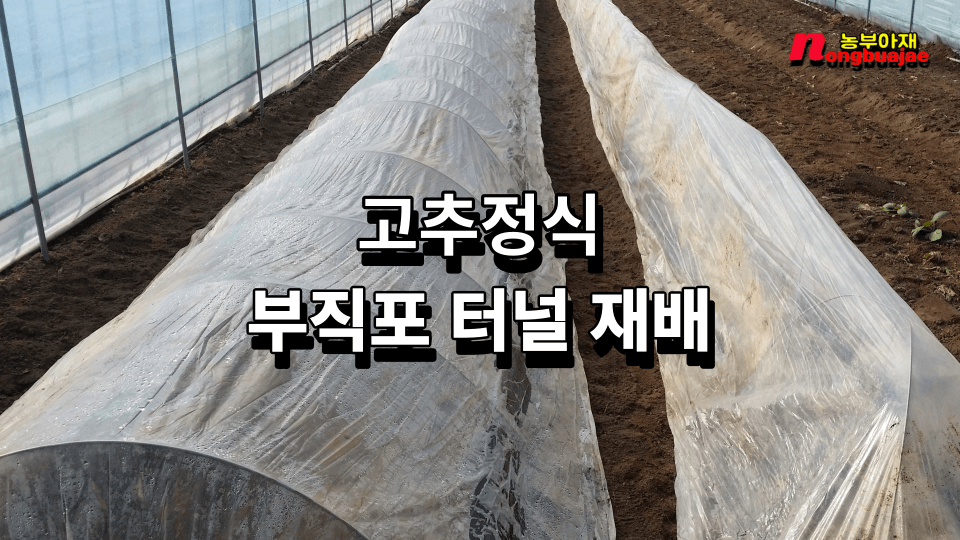 고추 정식 부직포 터널 재배