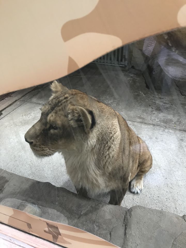 대전-아쿠아리움-사자