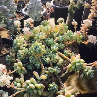 다육이 물주기 환기요령 일조량관리 여름과 겨울 관리법_8