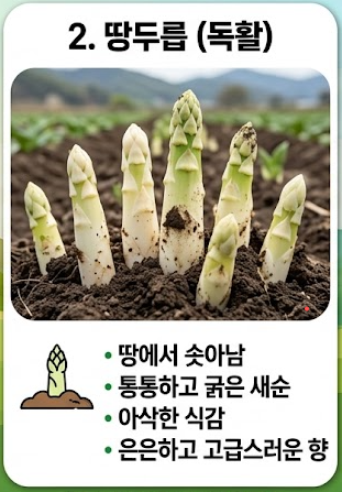 두릅 채취시기