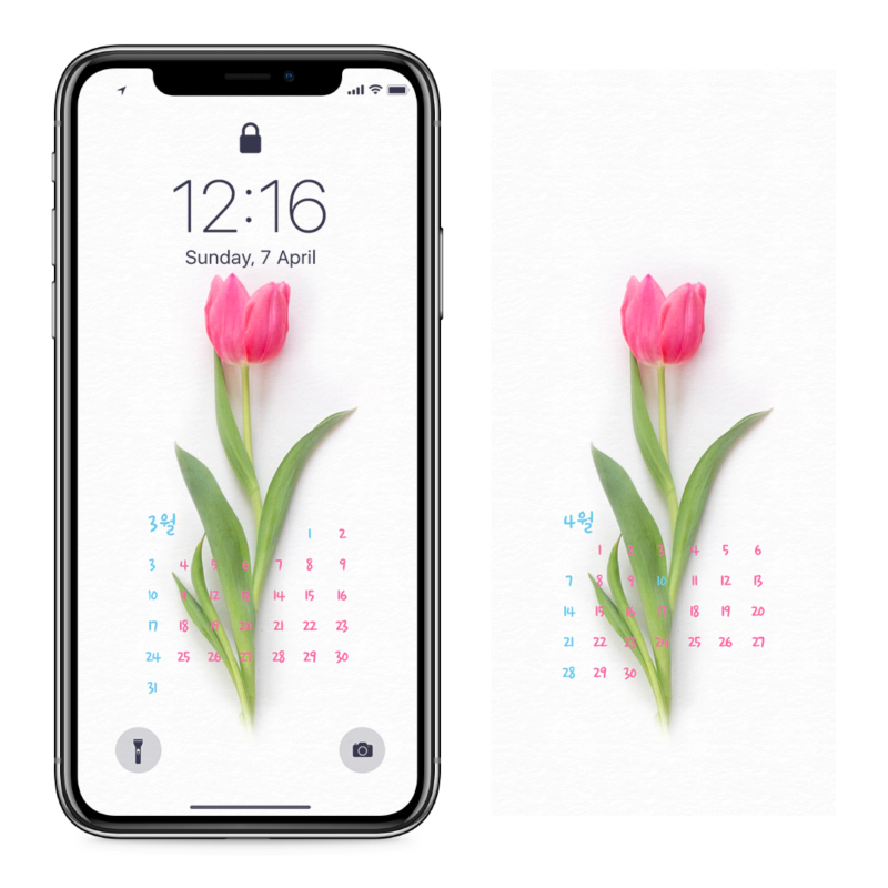 03 핑크 튤립 한송이 AB - 2024년3월 아이폰달력배경화면