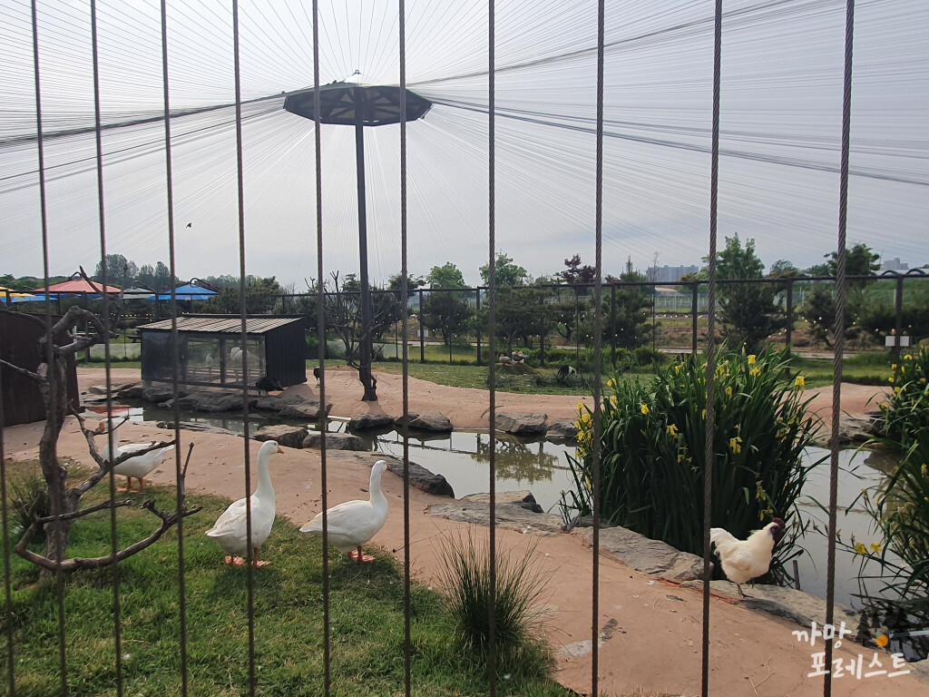안성 팜랜드 동물