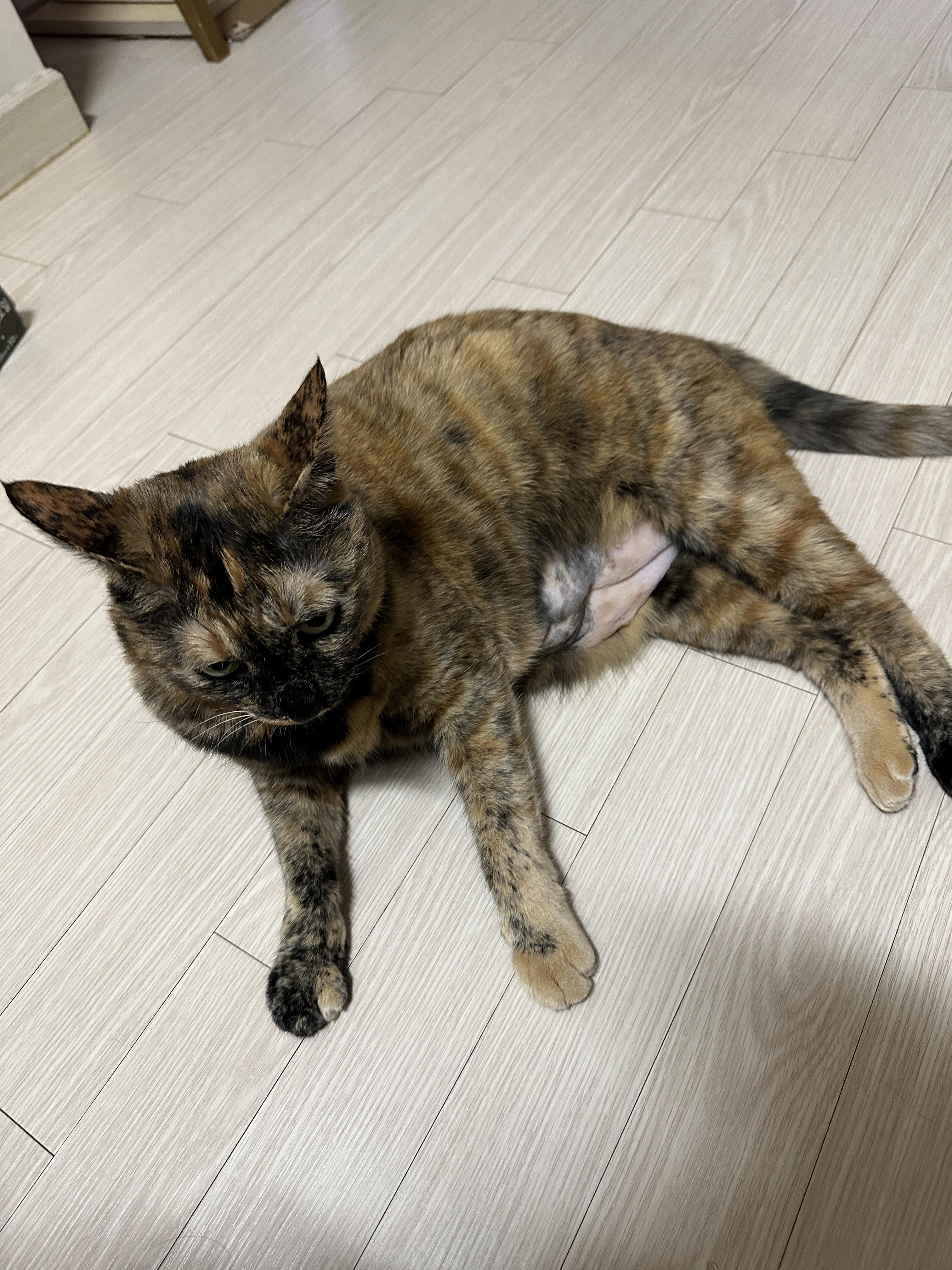 복부초음파하느라_뱃살_민_사랑이_1