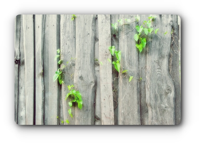 bindweed-image