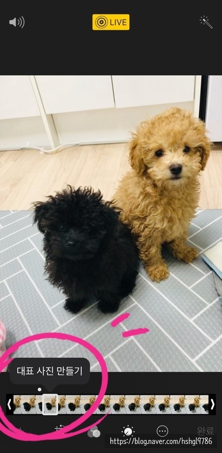아이폰 라이브포토 움짤