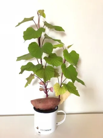 고구마 재배 달력 모종심기 관수 잡초 수확 큐어링_11