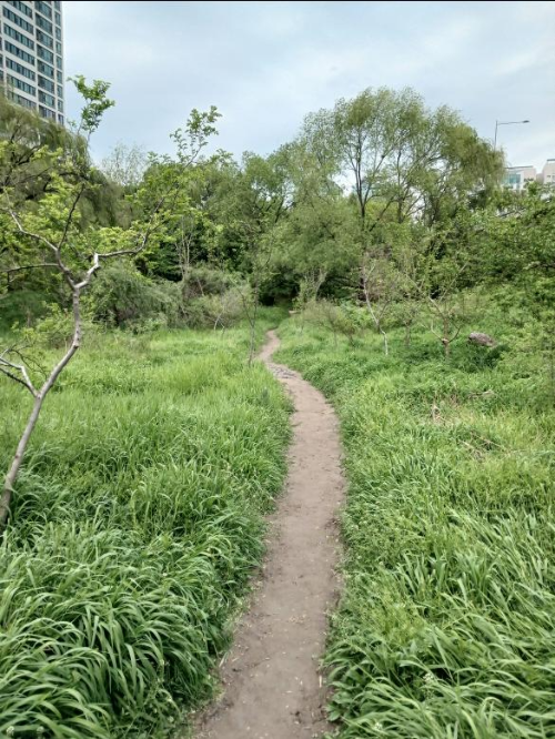 Narrow dirt path winding through the trees in Yeouido Saetgang Ecological Park-여의도 샛강생태공원 나무 사이로 이어지는 오솔길