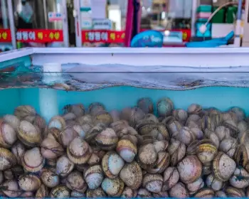 남당항 새조개 축제_4