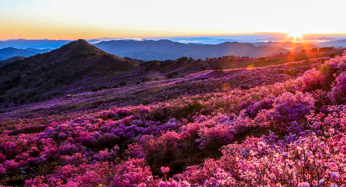비슬산 참꽃 풍경