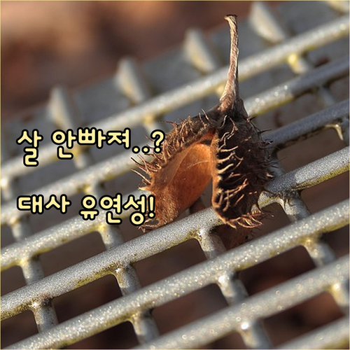 여성 다이어트 정체기 원인과 대사 유..