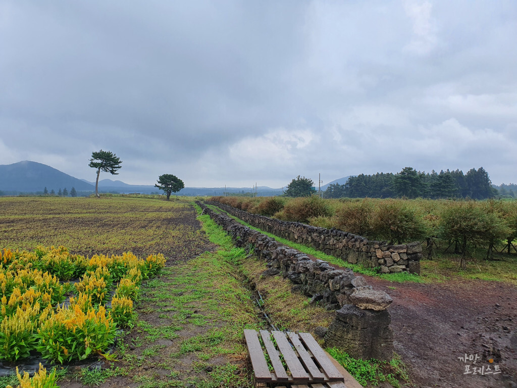 표선 보롬왓 계절별 꽃