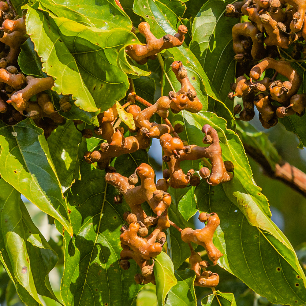 '헛개나무' 특징, 효능, 재배 방법, 관련된 이야기