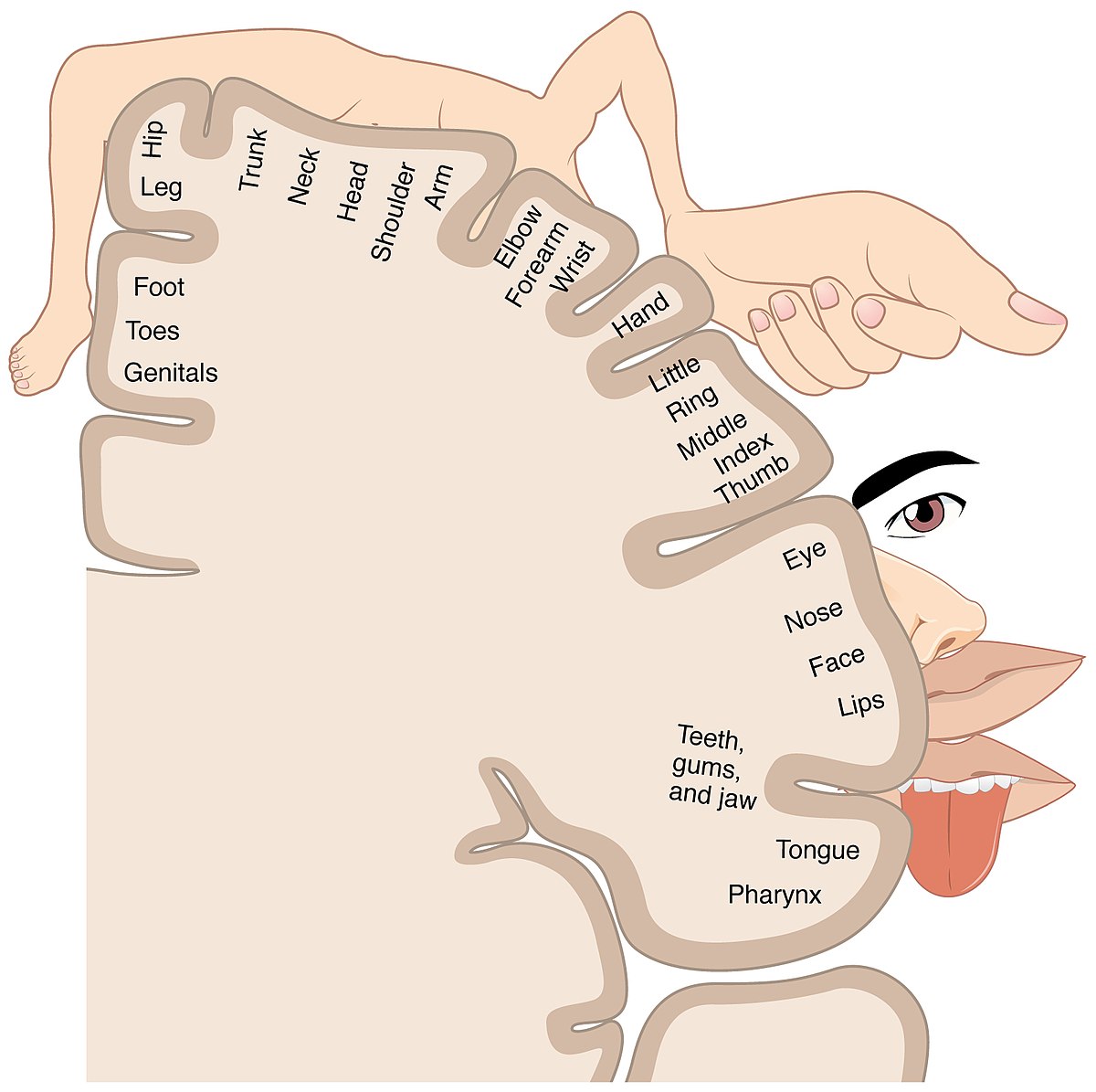 Homunculus_nervous system_bulbar palsy