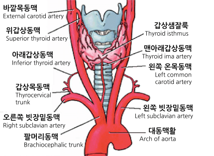 목주변 동맥의 위치