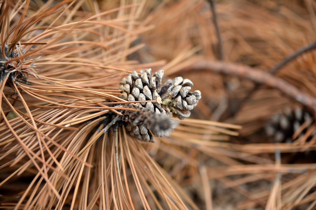 Buckwheat