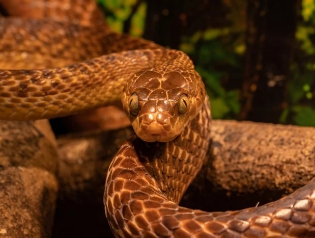 뱀에 물리는 꿈