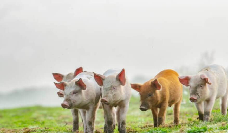 집밖으로나가버린꿈