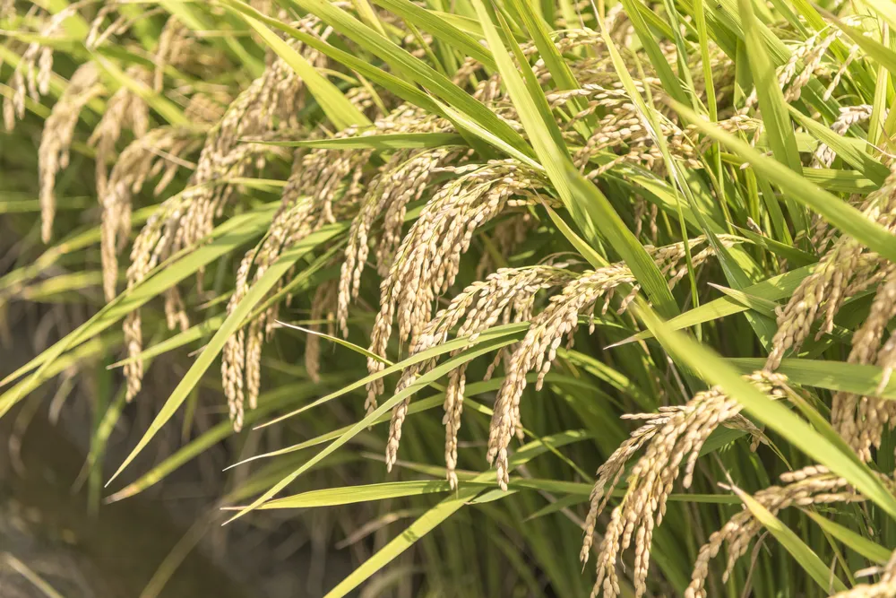 벼 재배 모내기 시기 분얼 관리 논 물대기_6