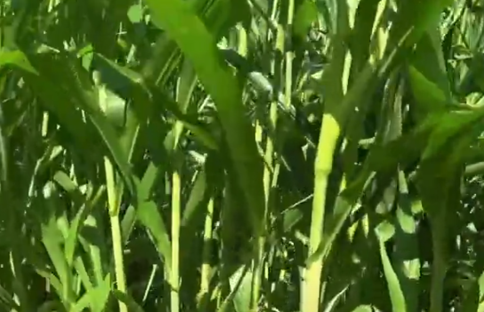 율무 파종시기와 거름 주는 방법 총정리 1