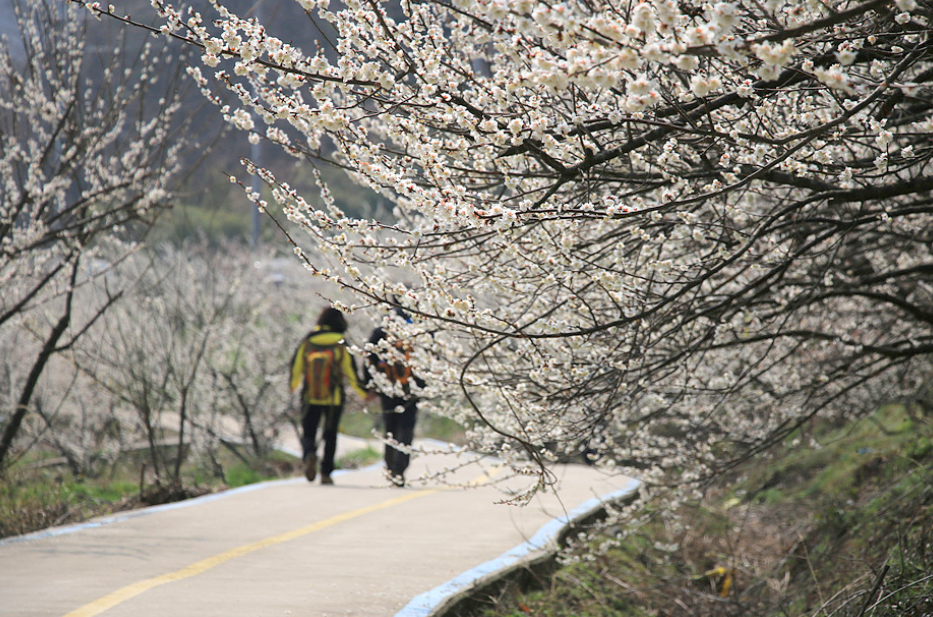 섬진강 매화길