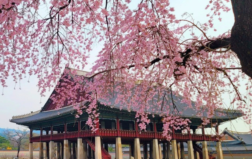 2025 경복궁 경회루 수양벚꽃 실시간 개화시기, 만개시기 (경복궁 생과방)