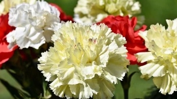 카네이션 꿈해몽 15가지