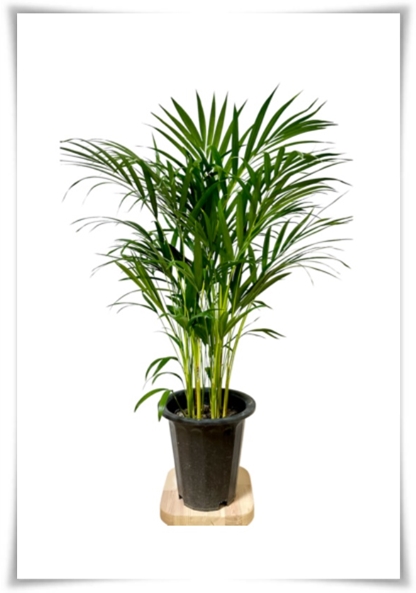 &quot;실내 공기정화에 좋은 식물 Best 10&quot; 공기정화 식물로 건강한 공간 만들기!