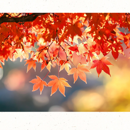 붉은 단풍잎 옆에 핀 가을 들꽃