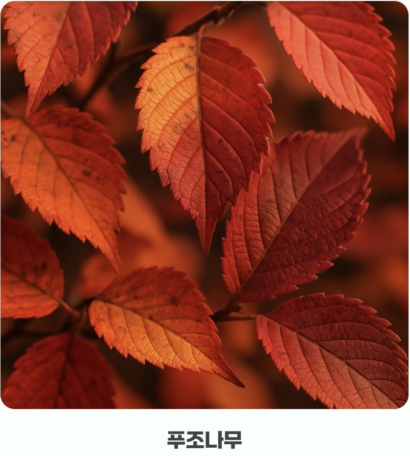 느티나무와의 미묘한 차이