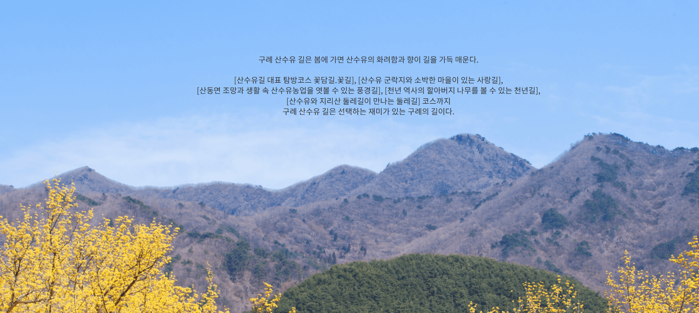 2023 구례 산수유축제