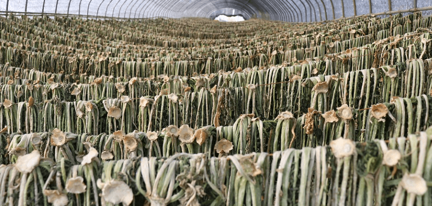 2월 제철 음식 시래기를 건조 시키고 있다