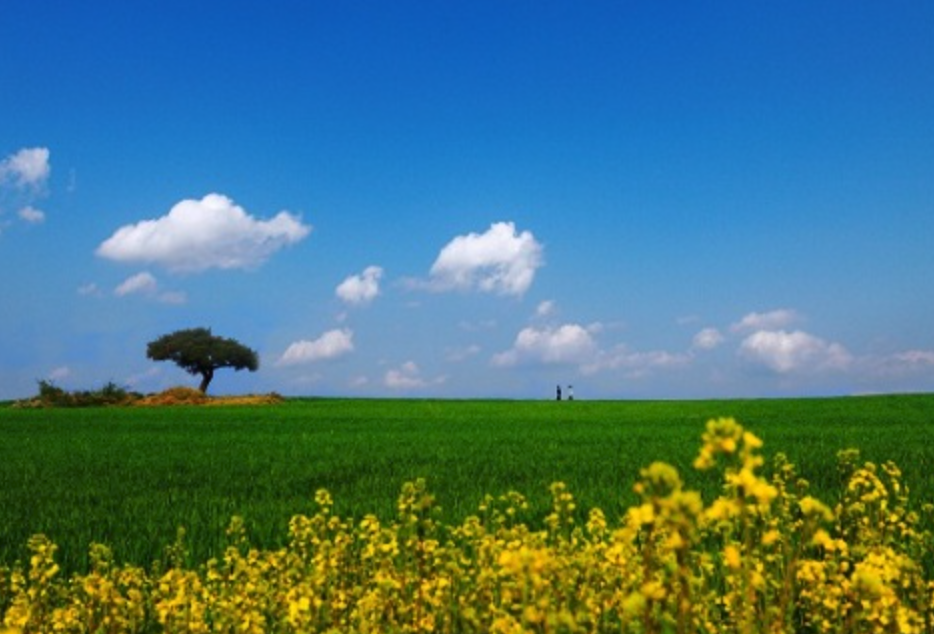 고창-청보리밭-축제