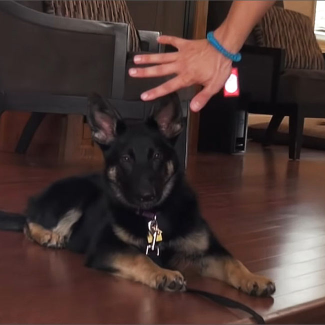 기다리는-강아지